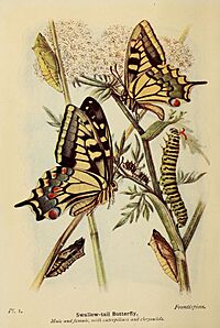 The butterflies of the British Isles (Pl. I) (6779562070)