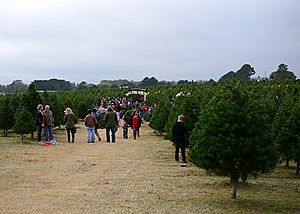 Tree-farm-family