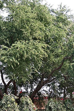 Pithecellobium dulce (Madras Thorn) tree