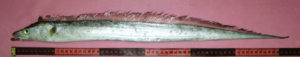 Trichiurus lepturus Pakistan 1