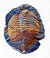 Trilobites - Megistaspis aliena.
