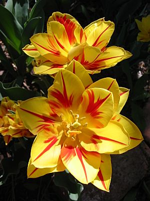 Tulip Monsella 2006