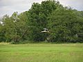 Une cigogne dans l'Illwald - panoramio