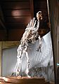 Venezia - Museo di storia naturale - Ouranosaurus nigeriensis