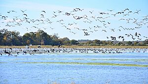 Waterfowl near Bayou Meto, Arkansas