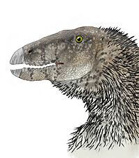 Weewarrasaurus reconstruction.jpg