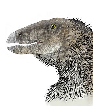 Weewarrasaurus reconstruction