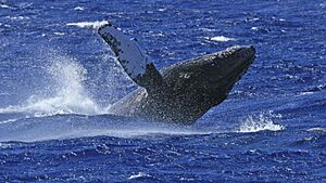 Whale-off-south-caicos