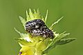 White-spotted rose beetles (Oxythyrea funesta) mating