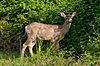 White-tailed deer at Marymoor Park