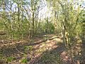 Whittlewood Forest, Say's Copse 4