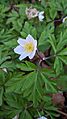 Wood Anemone (Anemonoides nemerosa)