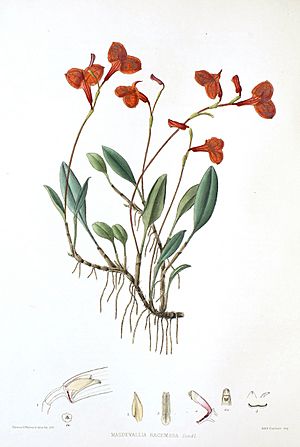 Woolward - The Genus Masdevallia - Masdevallia racemosa