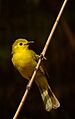 Yellow browed bulbul