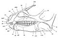 Abrictosaurus skull diagram