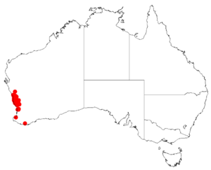 "Acacia auronitens" occurrence data from Australasian Virtual Herbarium