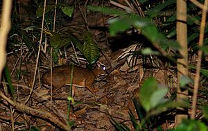 Adult Lesser mouse-deer (Tragulus kanchil), Singapore - 20141001
