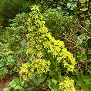 Aeonium cuneatum Tenerife 2