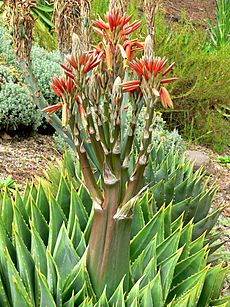 Aloe polyphylla 3