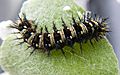 American Lady Butterfly caterpillar