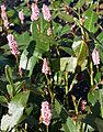 Amphibious Bistort (Persicaria amphibia) - geograph.org.uk - 215891