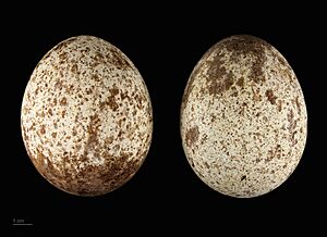 Aquila chrysaetos homeyeri MHNT.ZOO.2010.11.88.1