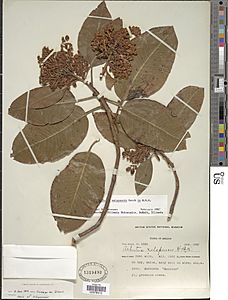 Arbutus xalapensis Kunth botanical specimen