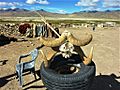 Argali horns, Changtang, Ladakh