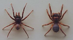 AustralianMuseum spider specimen 12