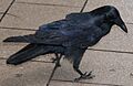 Australian Raven juv Hydepk