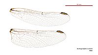 Austrogomphus australis male wings (34927828321)