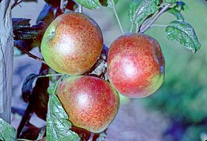 Ballyfatten on tree, National Fruit Collection (acc. 1949-222).jpg