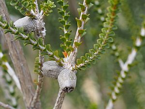Beaufortia sprengelioides (fruit)