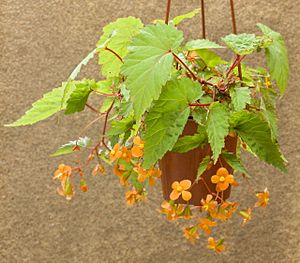 Begonia sutherlandii 150803-1.jpg