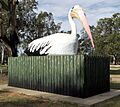 Big Pelican at Loxton