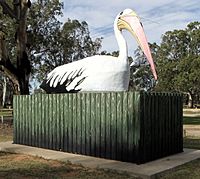 Big Pelican at Loxton.jpg
