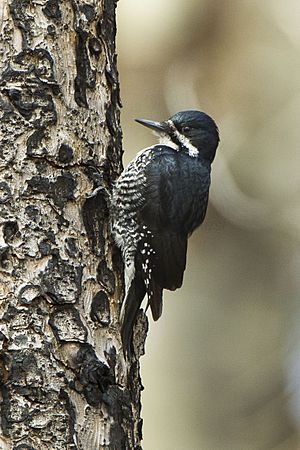 Black-backed Woodpecker - Sisters - Oregon S4E8440 (18603839334)