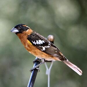 Black-headed Grosbeak