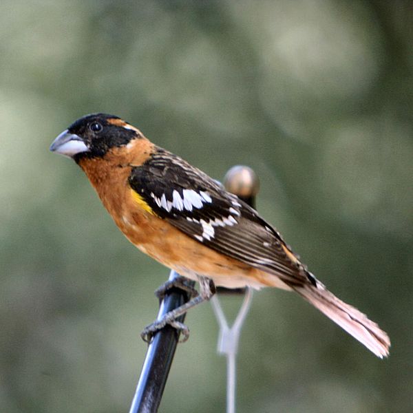 Black-headed Grosbeak