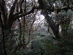 Bosque nuboso - Parque Nacional Amboró