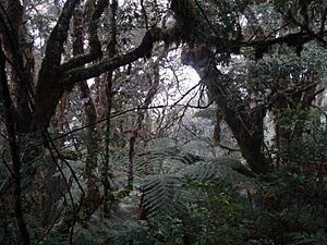 Bosque nuboso - Parque Nacional Amboró