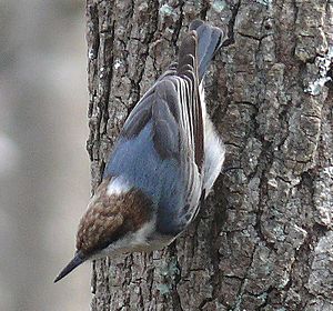 Brown-headed Nuthatch-27527-4c