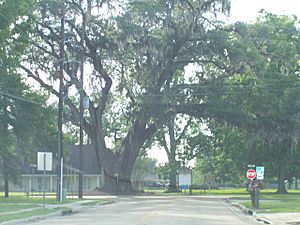 The Famous Brusly Oak