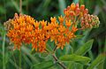 Butterfly Weed Entire Flower Head 2608px