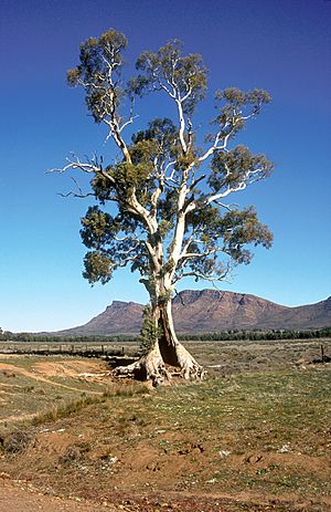 CSIRO ScienceImage 4682 Casneauxs Tree with the ramparts of Wilpena Pound in the background Flinders Ranges SA 1992.jpg