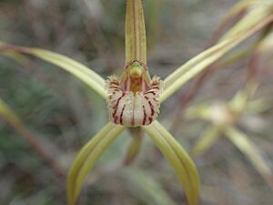 Caladenia fluvialis labellum