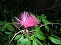 Calliandra sp.-001