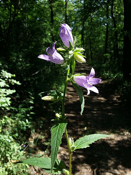 Campanula trachelium sl12