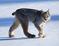 Canadian lynx by Keith Williams.jpg