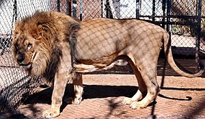 Captive lion at a breeding center
